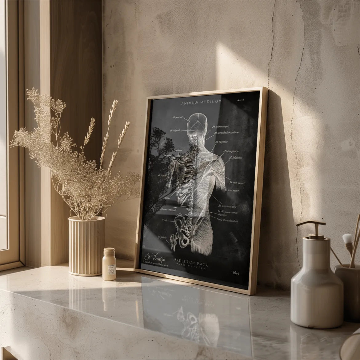 Rücken Anatomie | Knochen und Muskeln - Chalkboard - Animus Medicus GmbH