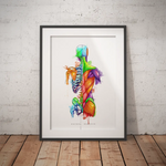 Rücken Anatomie - Rainbow - Animus Medicus GmbH