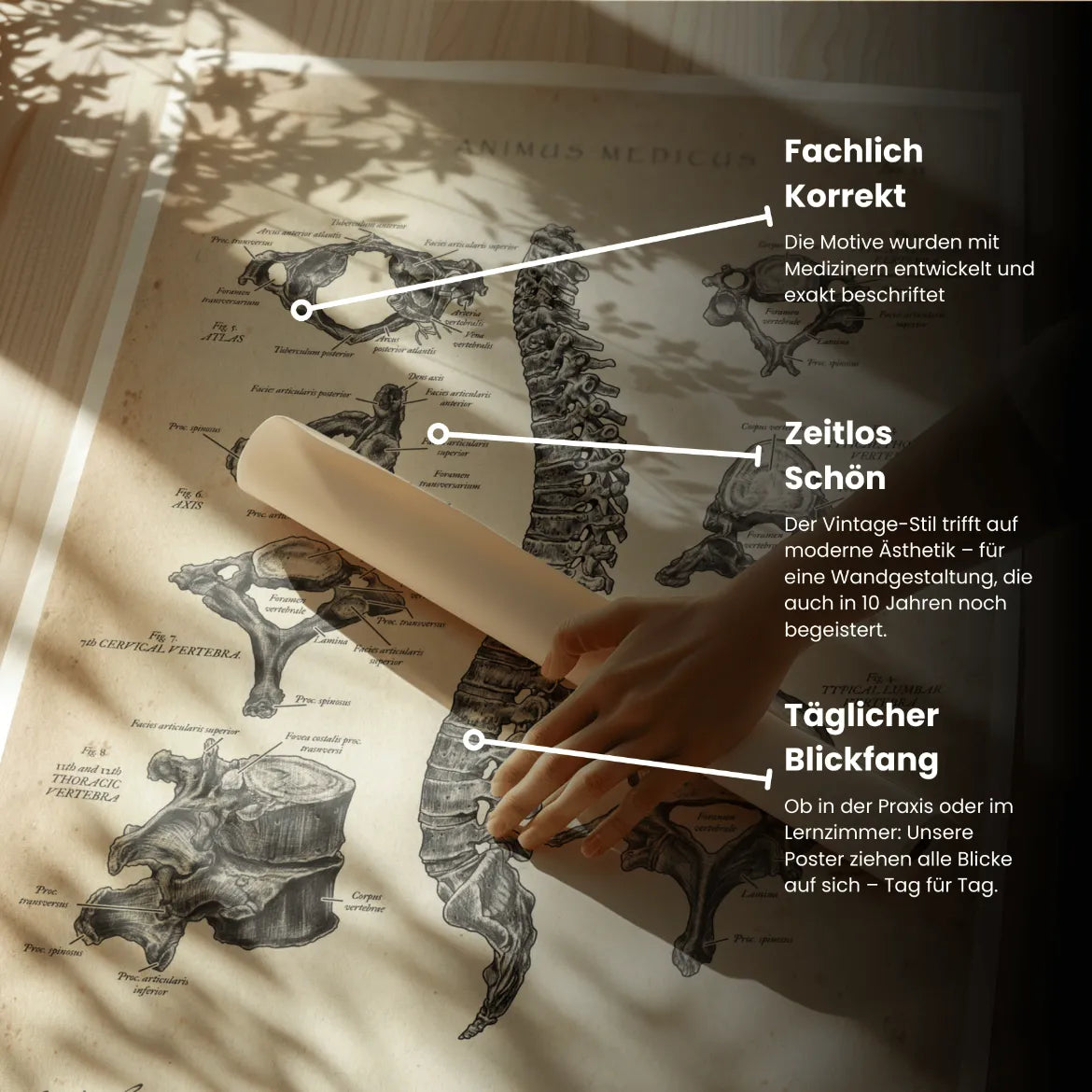 Rücken Anatomie Sammlung - Animus Medicus GmbH