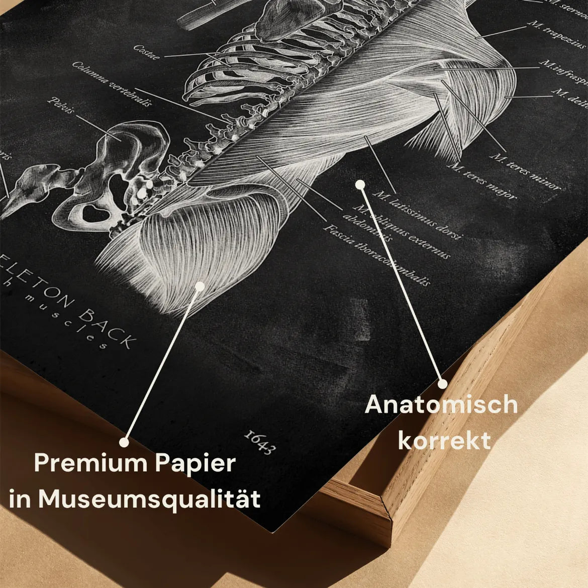 Rücken Anatomie Sammlung - Chalkboard - Animus Medicus GmbH