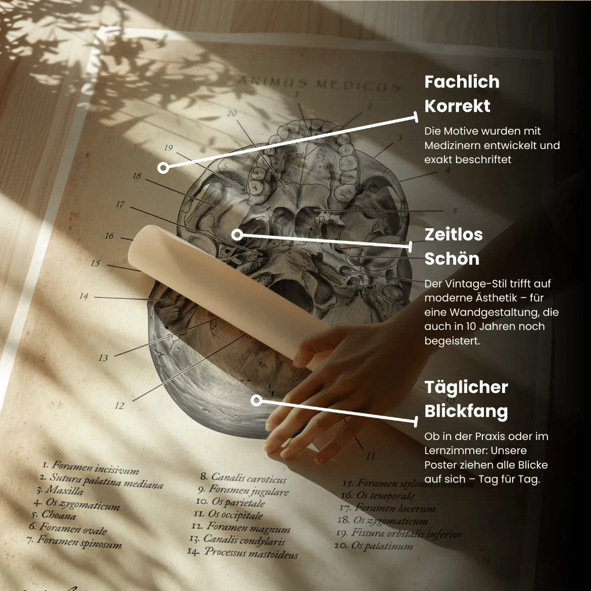 Schädelbasis Anatomie - Animus Medicus GmbH