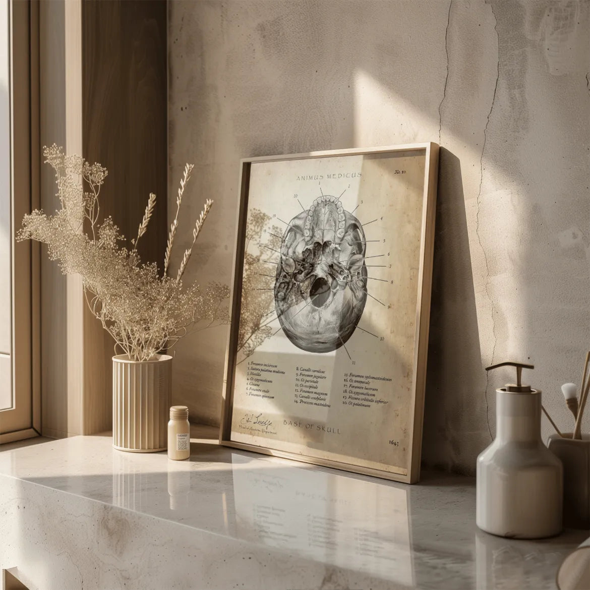 Schädelbasis Anatomie - Animus Medicus GmbH