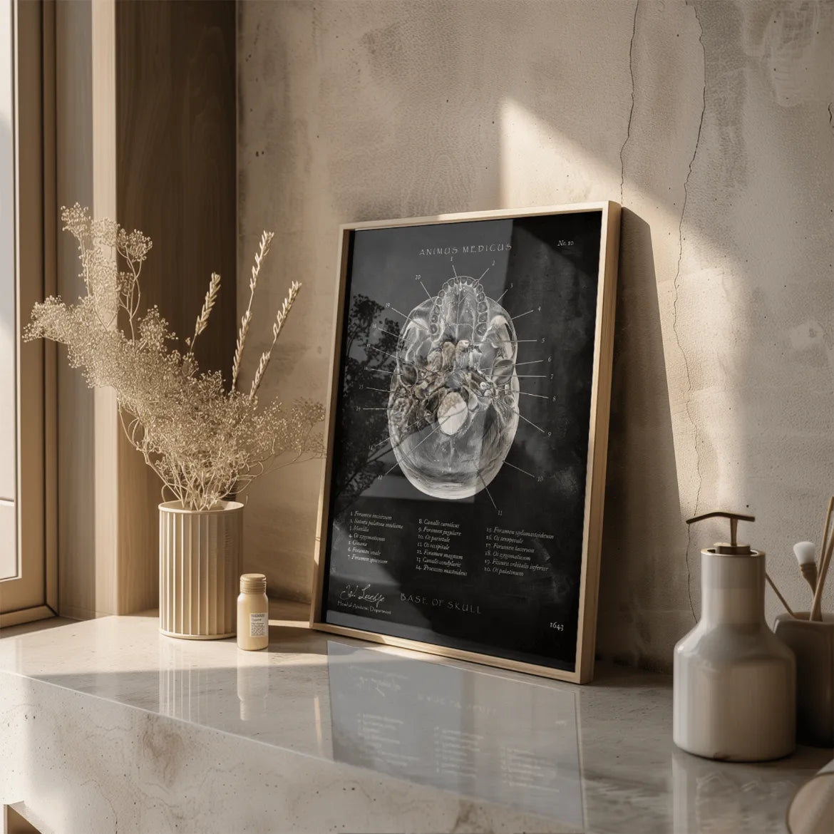 Schädelbasis Anatomie - Chalkboard - Animus Medicus GmbH