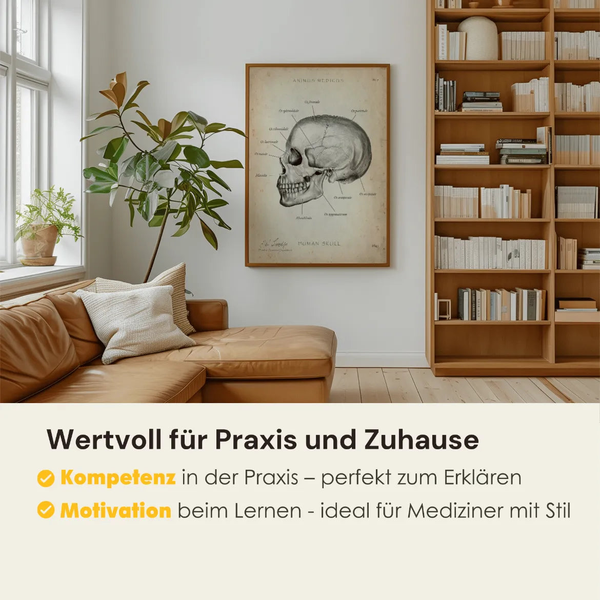 Schädelknochen Anatomie - Animus Medicus GmbH