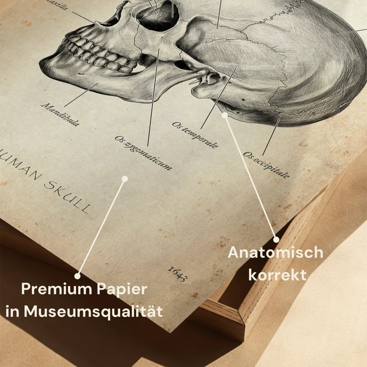 Schädelknochen Anatomie - Animus Medicus GmbH