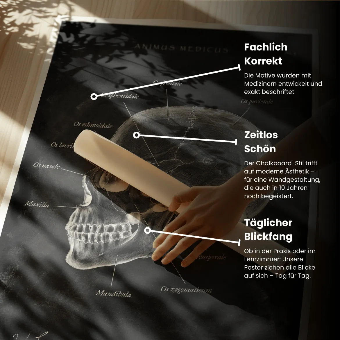Schädelknochen Anatomie - Chalkboard - Animus Medicus GmbH