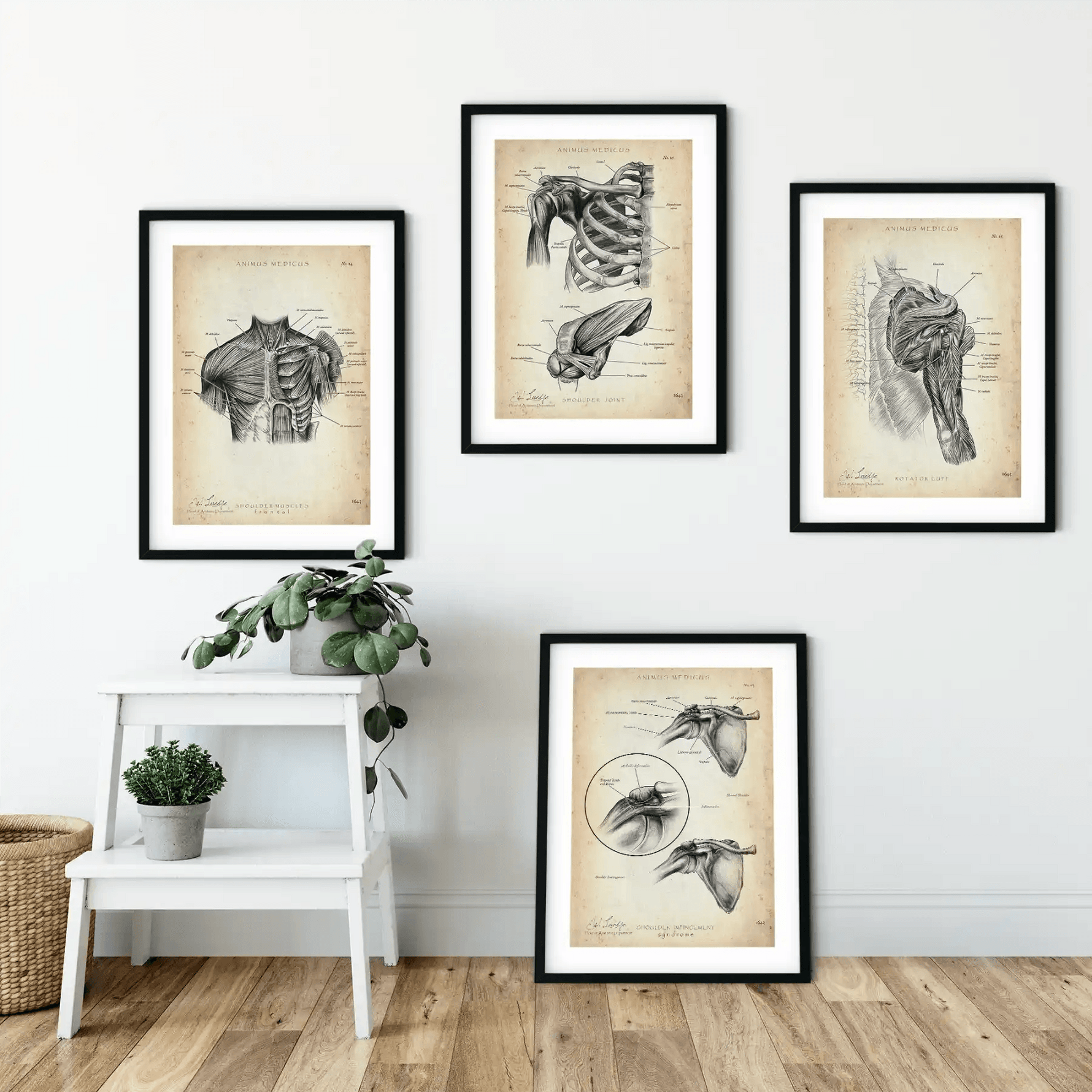 Schulter Anatomie Sammlung - Animus Medicus GmbH