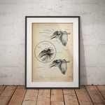 Schulter Anatomie Sammlung - Animus Medicus GmbH