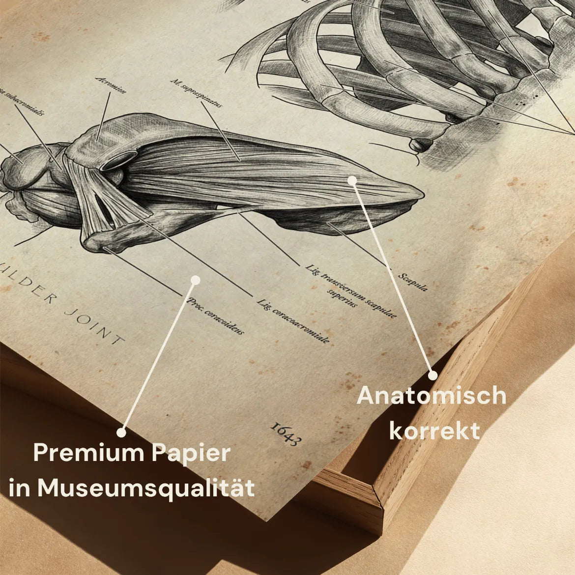 Schulter Anatomie Sammlung - Animus Medicus GmbH