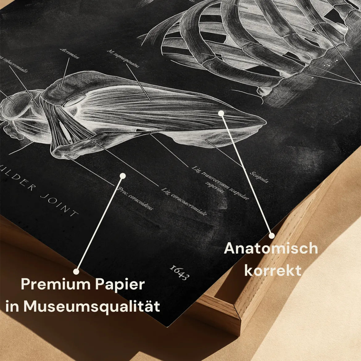 Schulter Anatomie Sammlung - Chalkboard - Animus Medicus GmbH