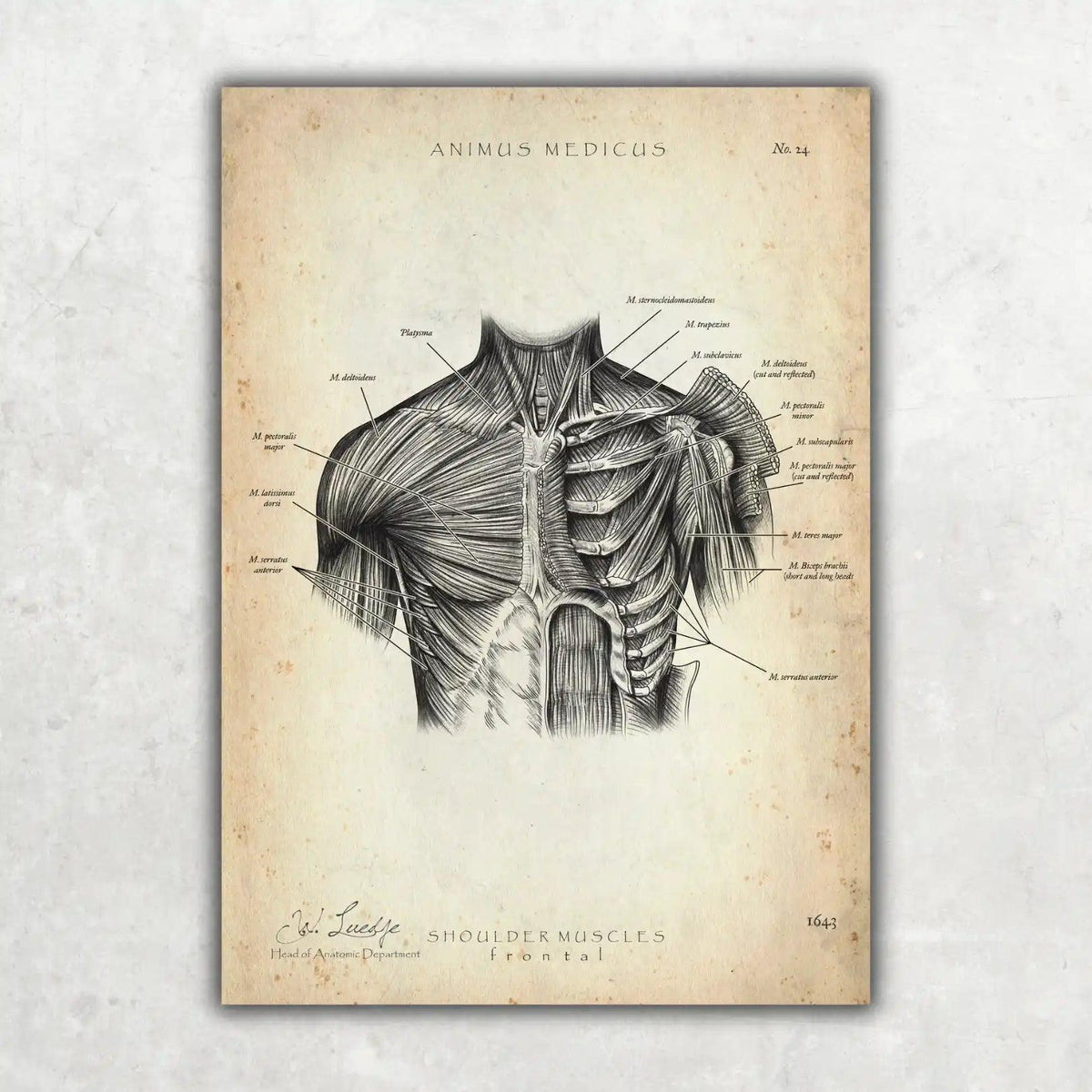 Schulter Muskulatur - Animus Medicus GmbH