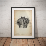 Schulter Muskulatur - Animus Medicus GmbH