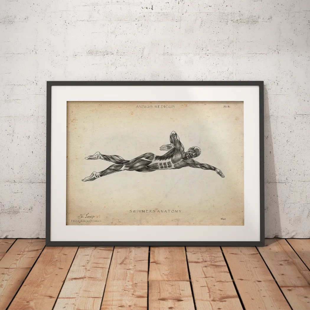 Schwimmen Anatomie Poster - Animus Medicus GmbH