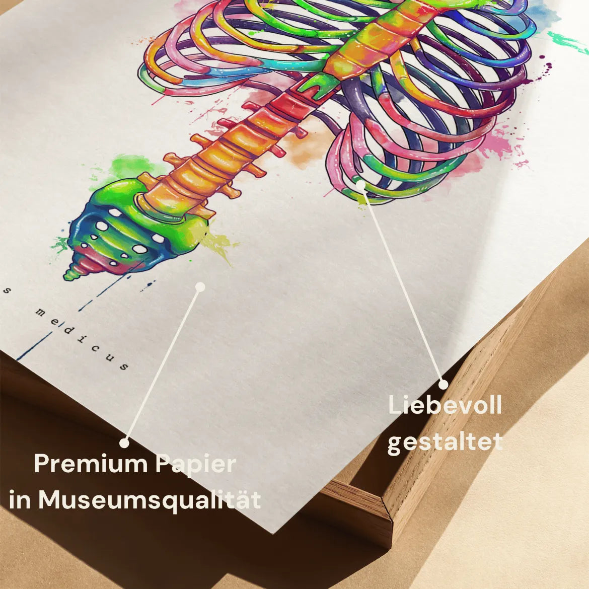 Thorax Anatomie - Rainbow - Animus Medicus GmbH