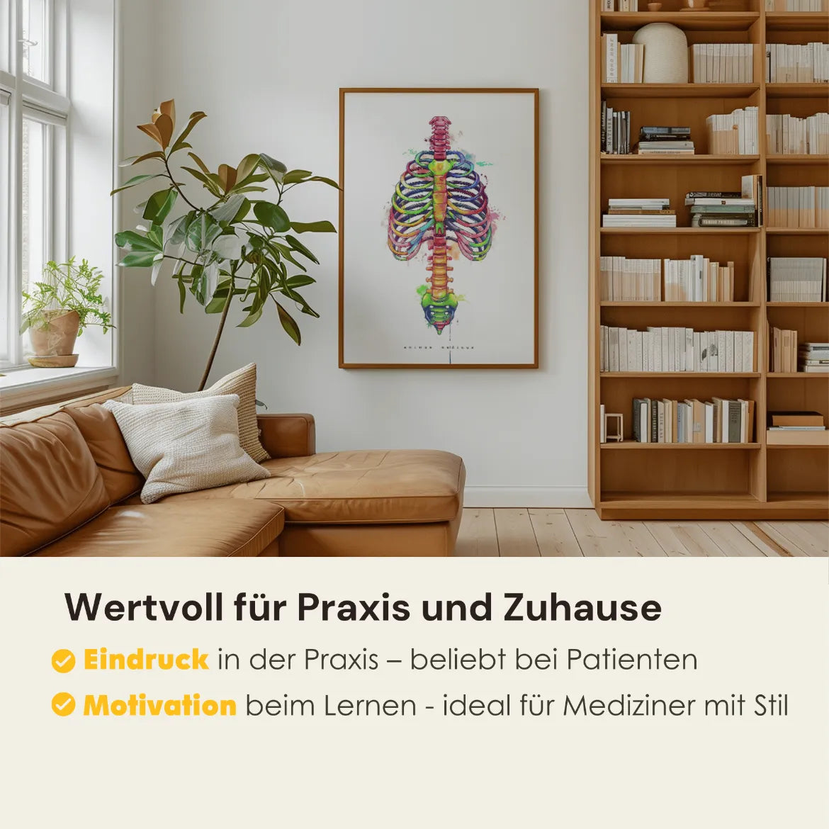 Thorax Anatomie - Rainbow - Animus Medicus GmbH