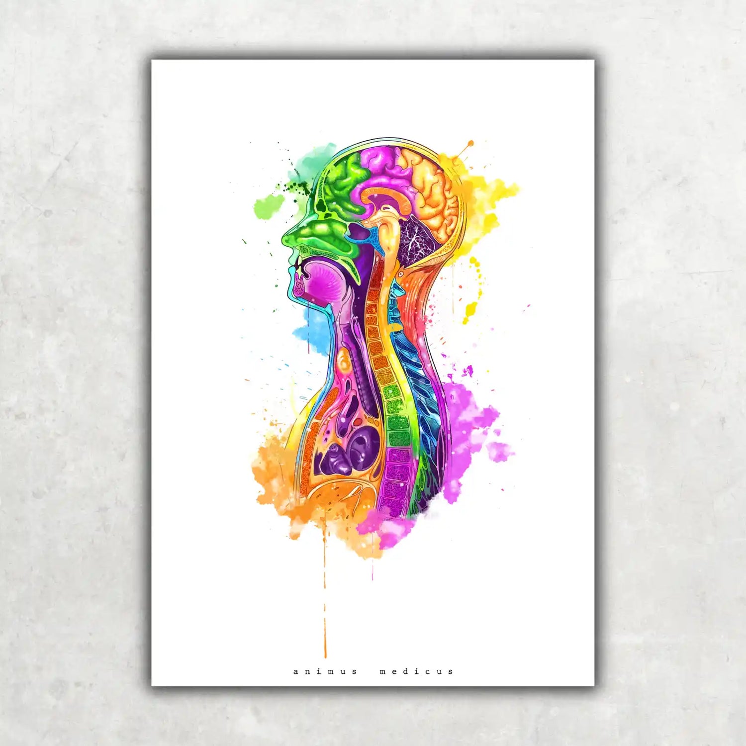 Thorax im Sagittalschnitt - Rainbow - Animus Medicus GmbH