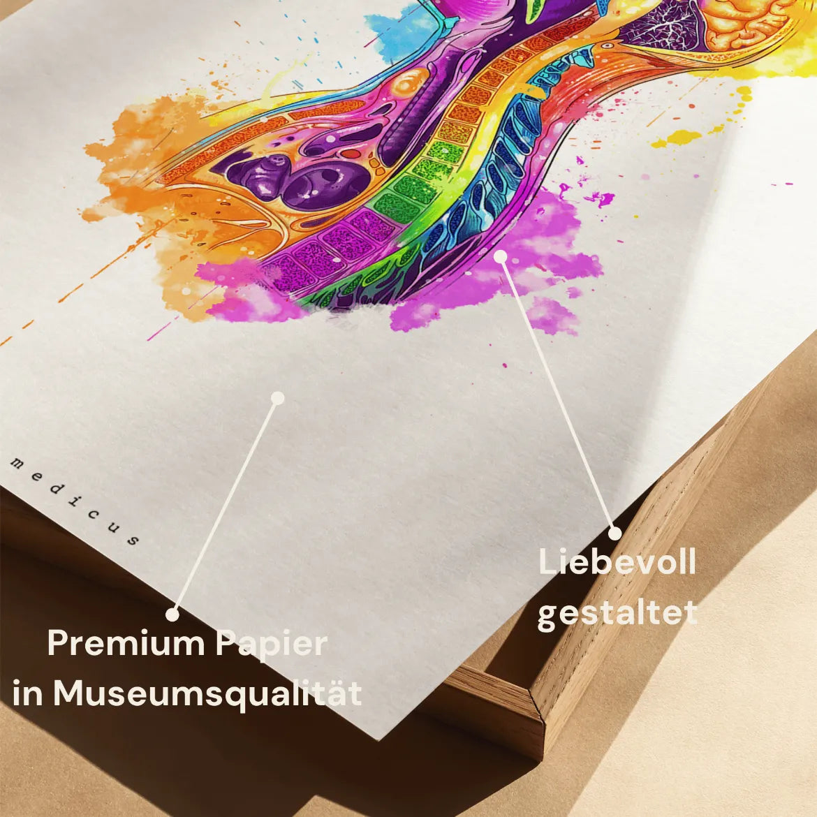 Thorax im Sagittalschnitt - Rainbow - Animus Medicus GmbH