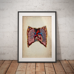 Thorax - Reallife - Animus Medicus GmbH