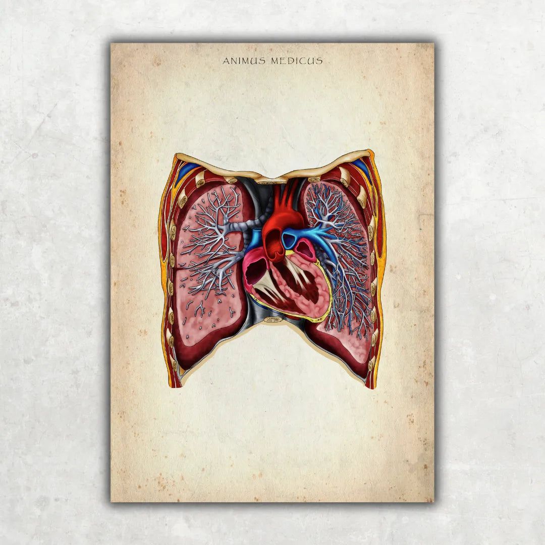 Thorax - Reallife - Animus Medicus GmbH