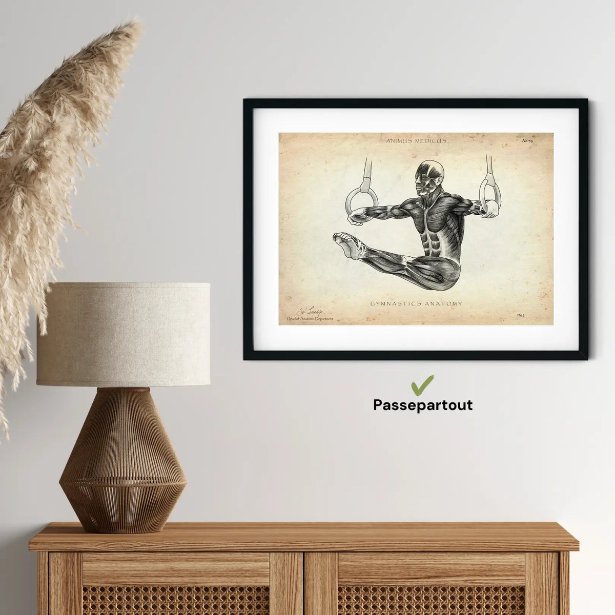 Turnen Anatomie Poster - Animus Medicus GmbH