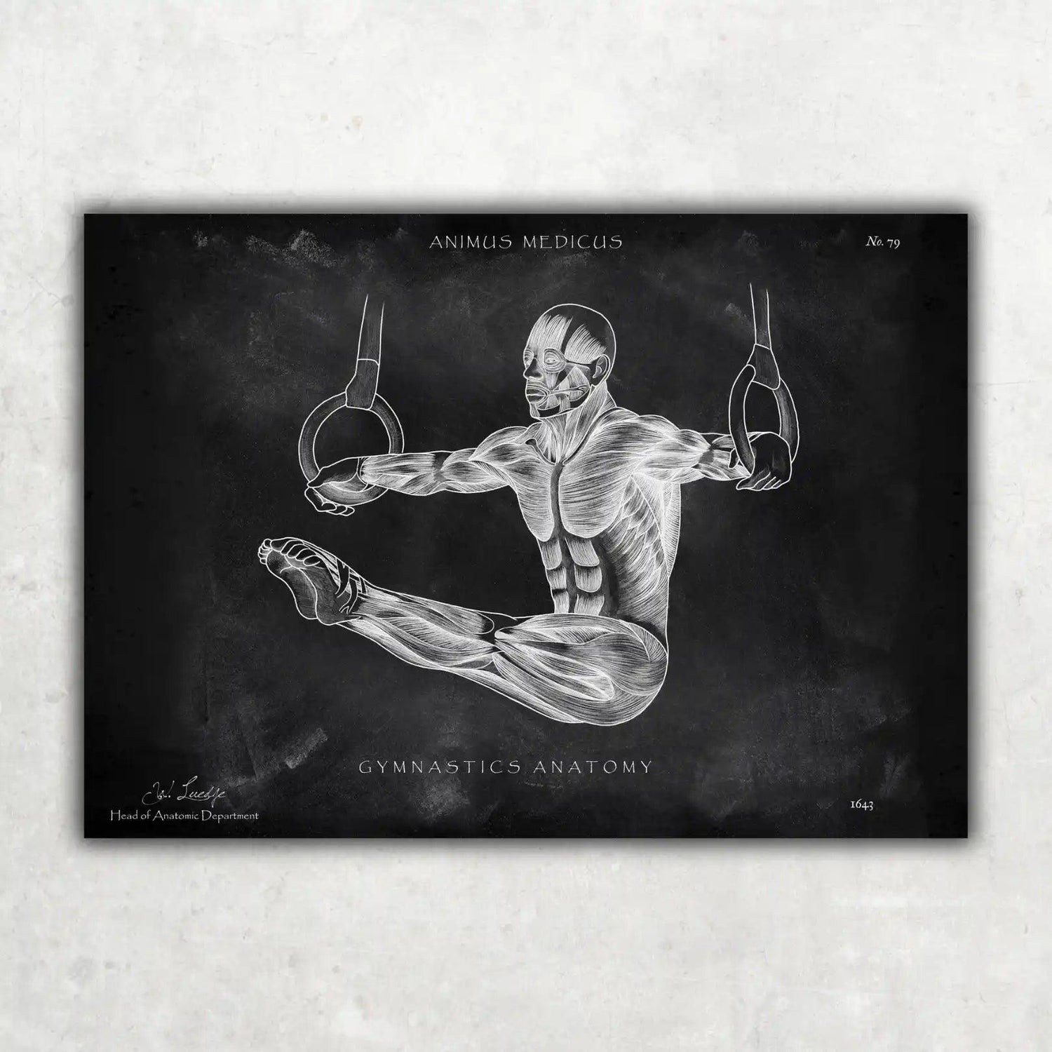 Turnen Anatomie Poster - Chalkboard - Animus Medicus GmbH