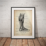 Unterschenkel Muskeln - Animus Medicus GmbH