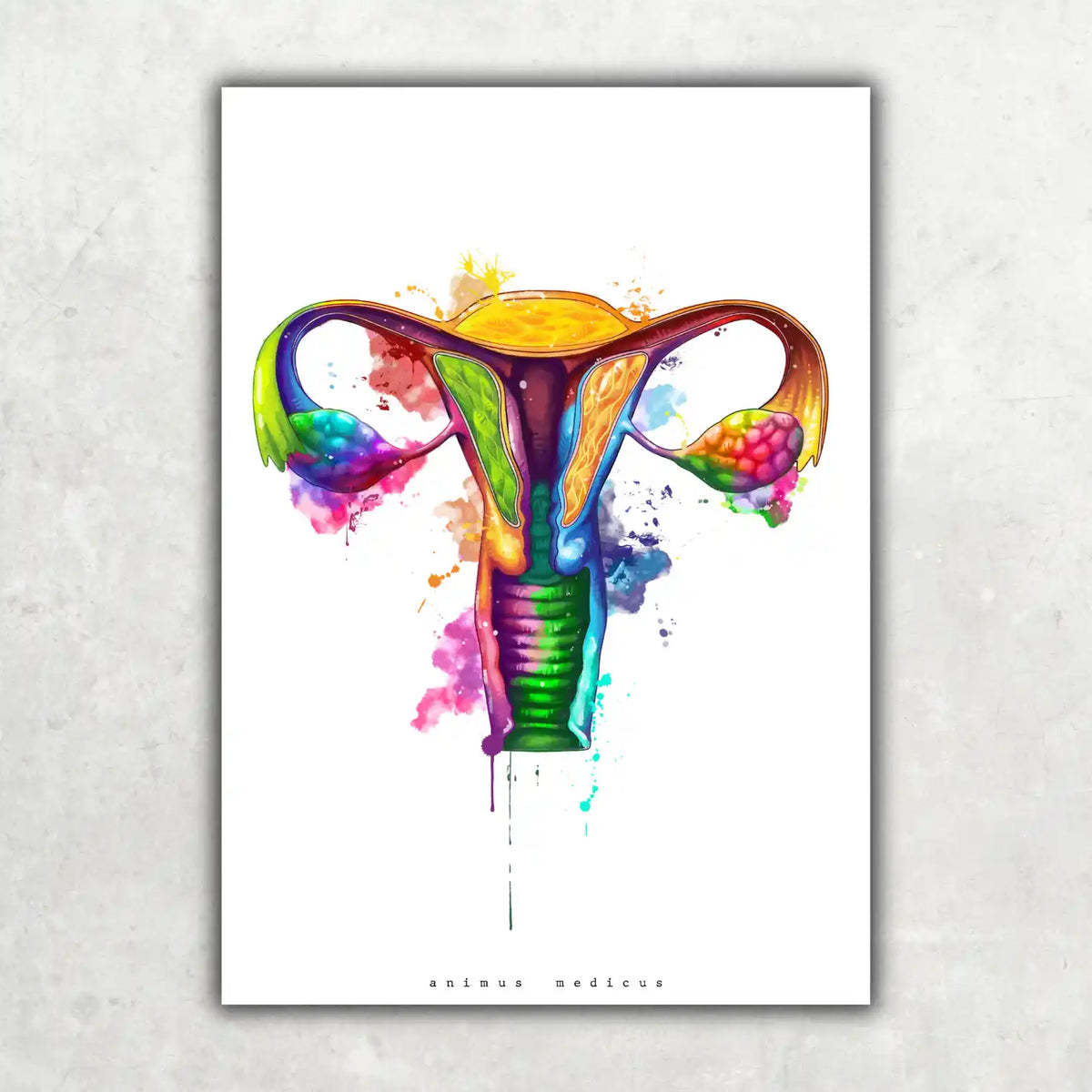 Uterus Anatomie - Rainbow - Animus Medicus GmbH