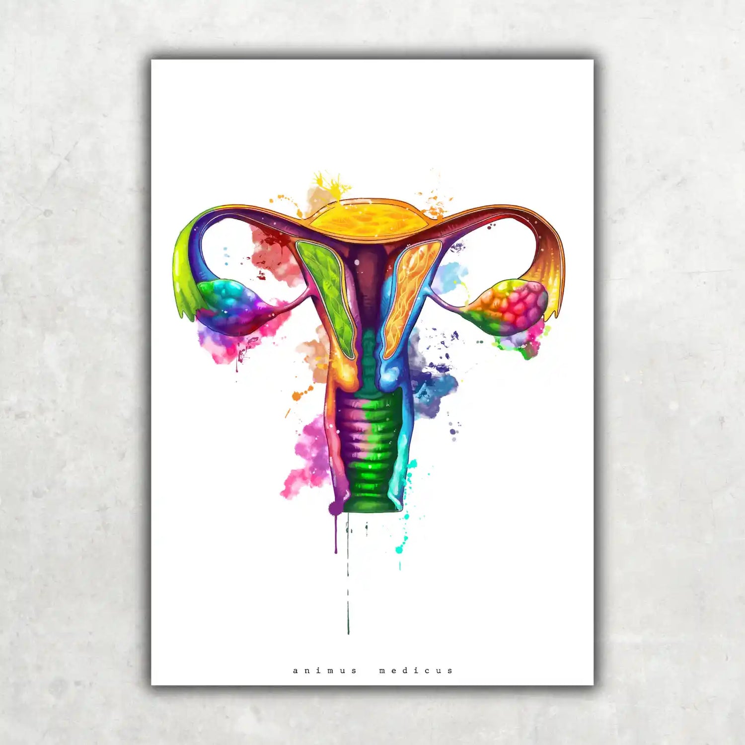 Uterus Anatomie - Rainbow - Animus Medicus GmbH