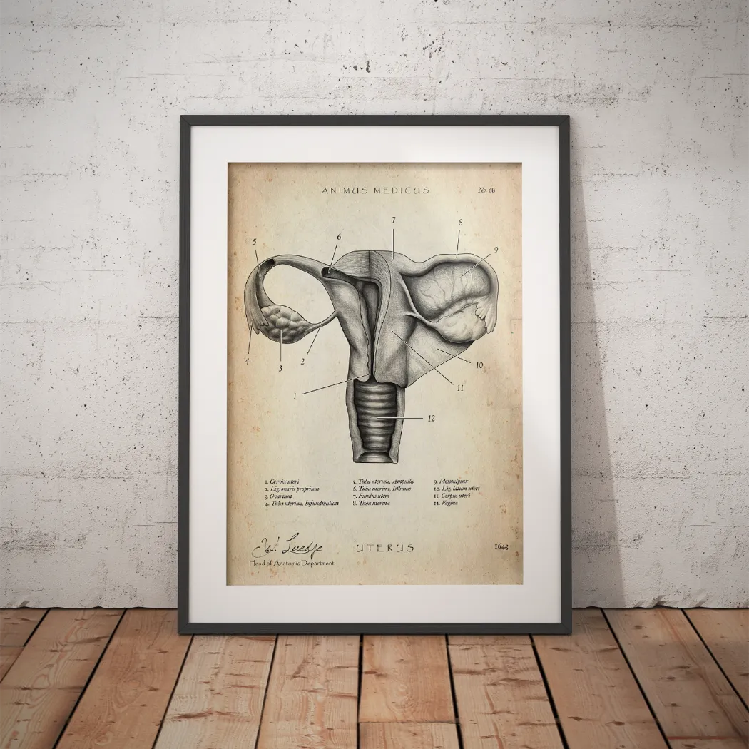 Uterus mit Adnexe - Animus Medicus GmbH