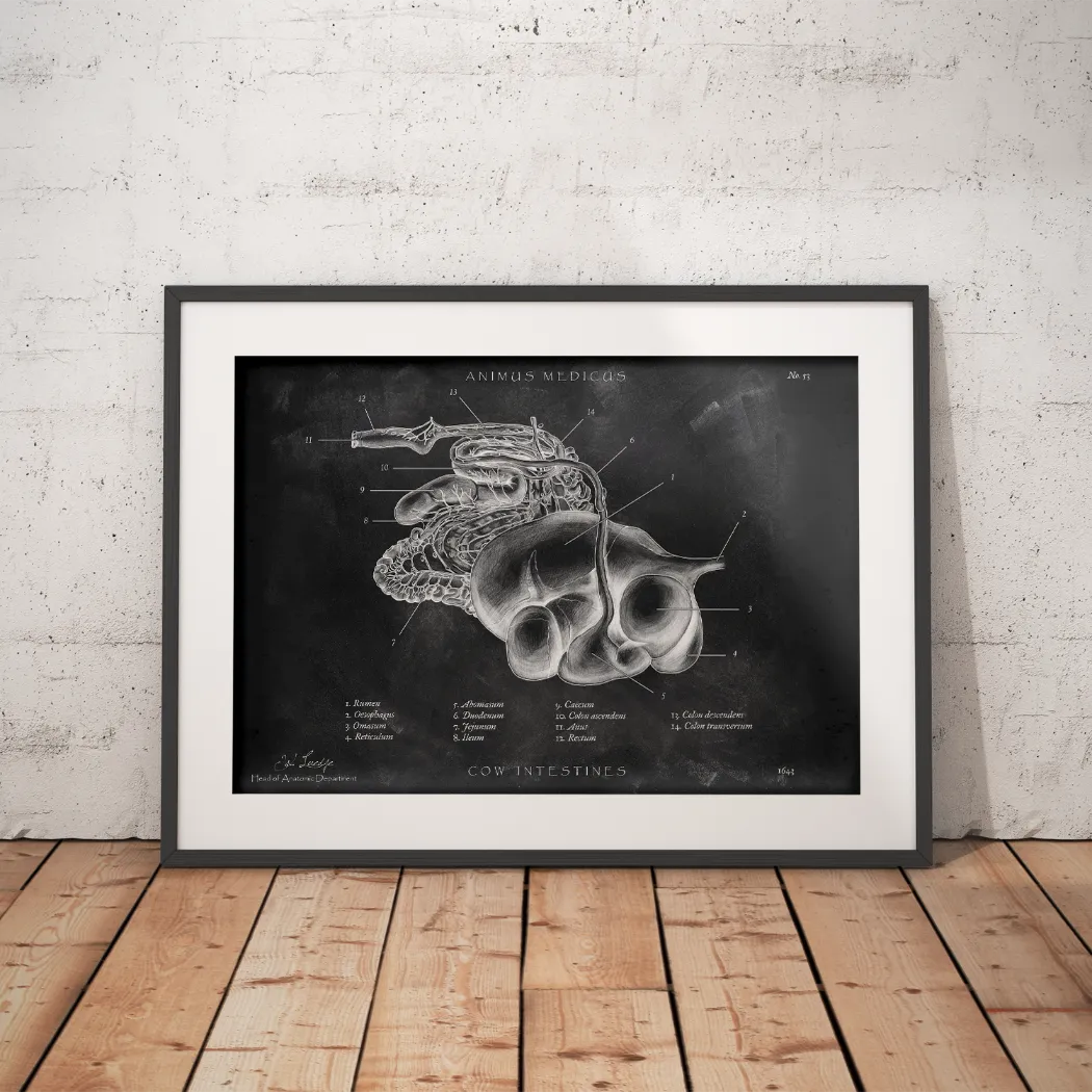 Verdauungssystem der Kuh - Chalkboard - Animus Medicus GmbH