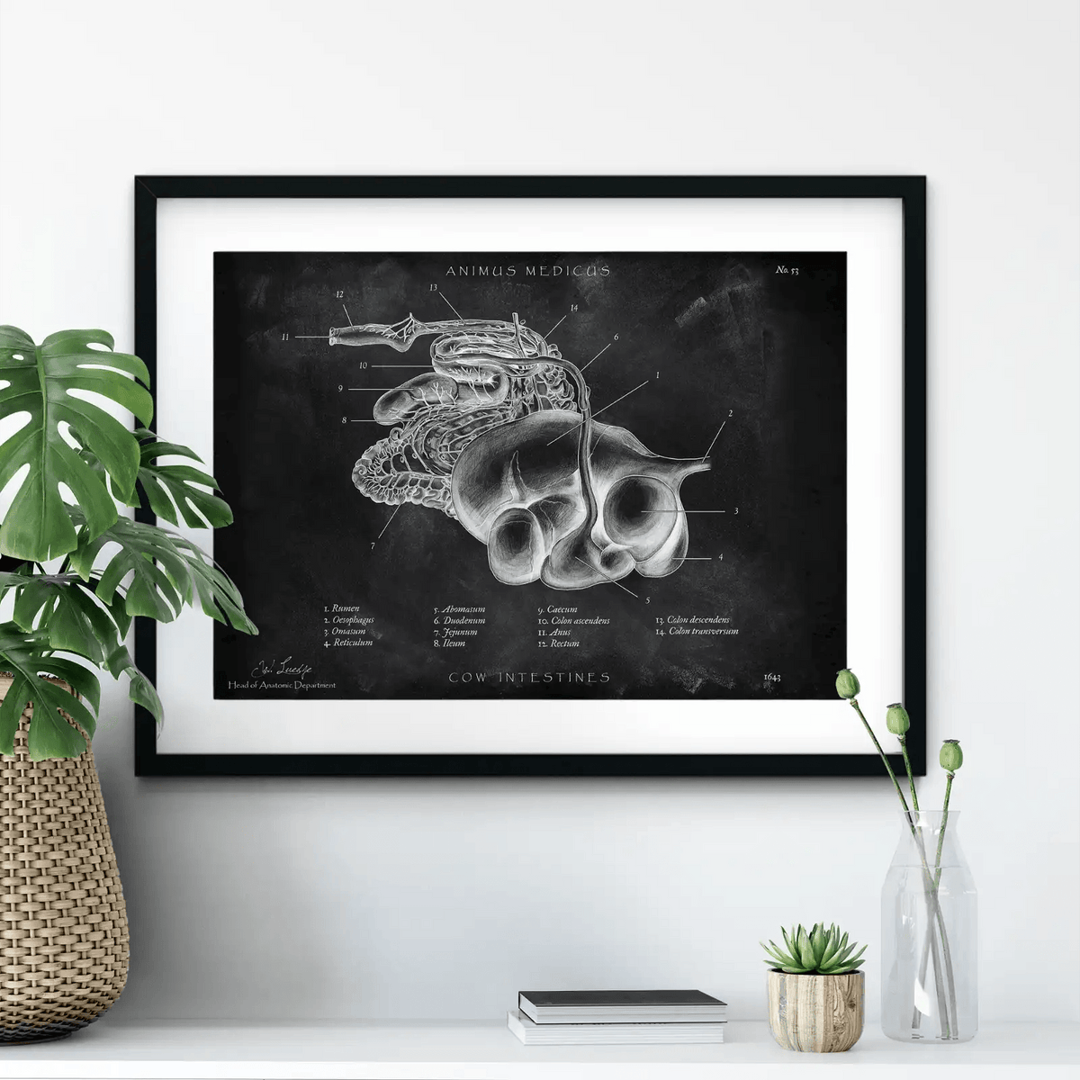 Verdauungssystem der Kuh - Chalkboard - Animus Medicus GmbH