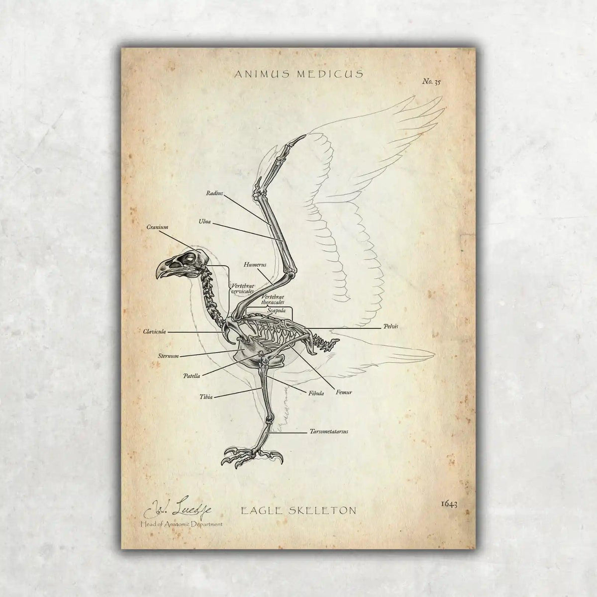 Vogel Skelett - Animus Medicus GmbH