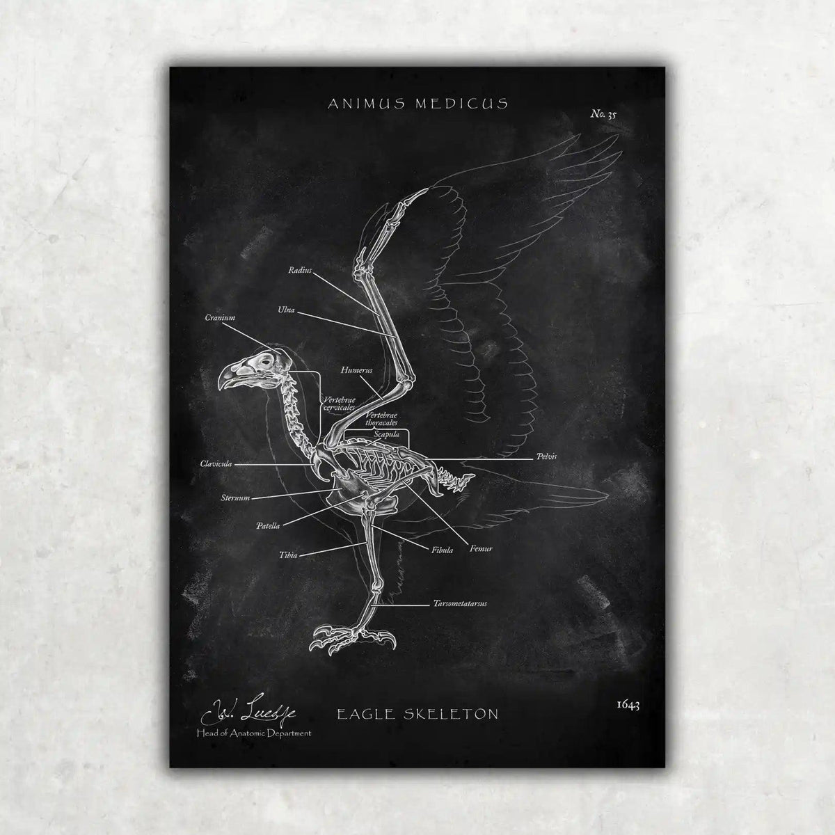 Vogel Skelett - Chalkboard - Animus Medicus GmbH