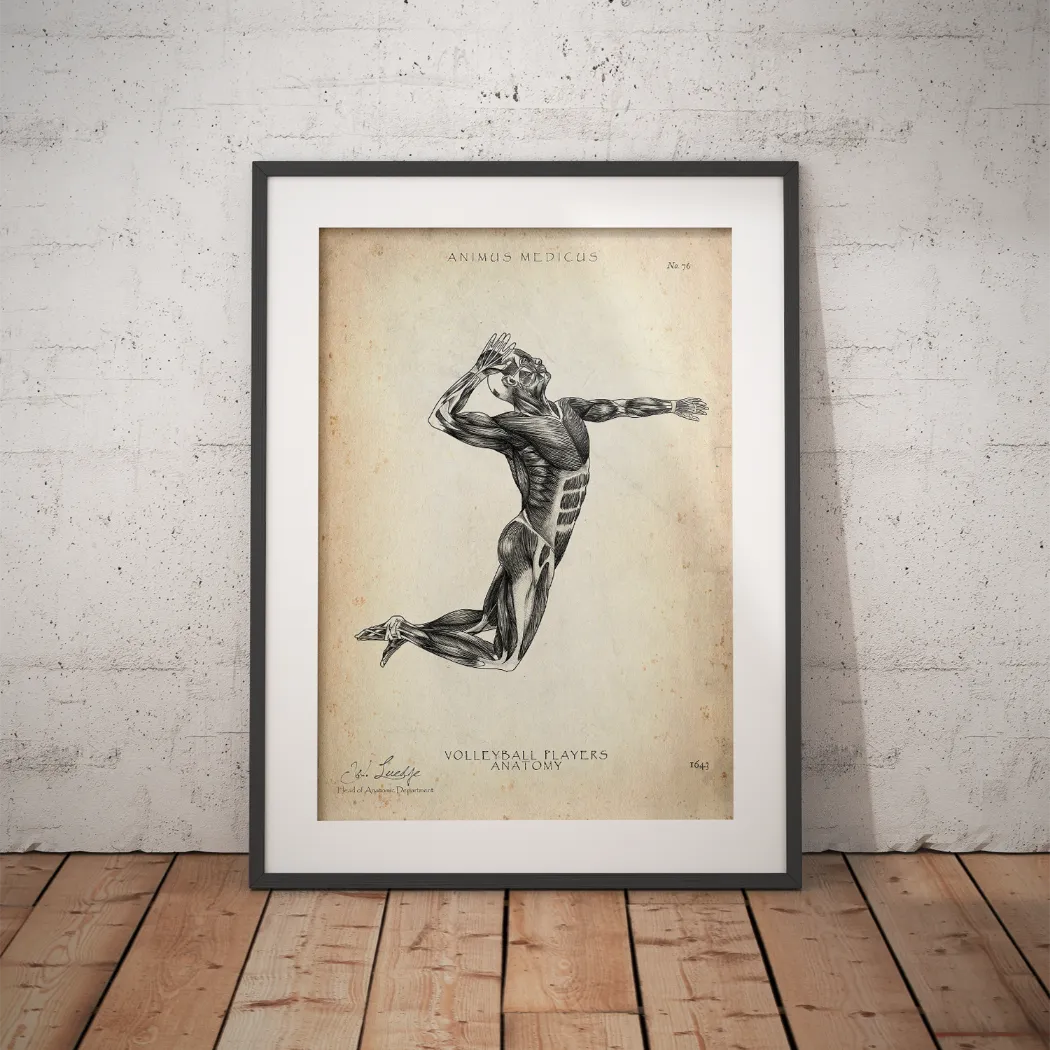 Volleyball Anatomie Poster - Animus Medicus GmbH