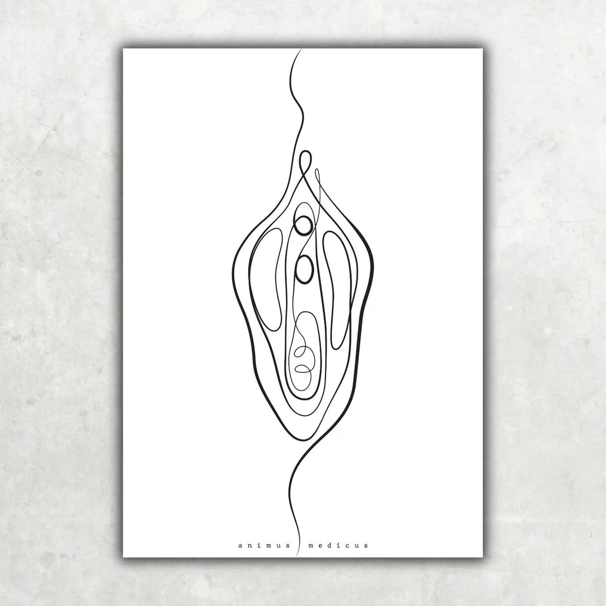 Vulva Anatomie Minimalist - Animus Medicus GmbH