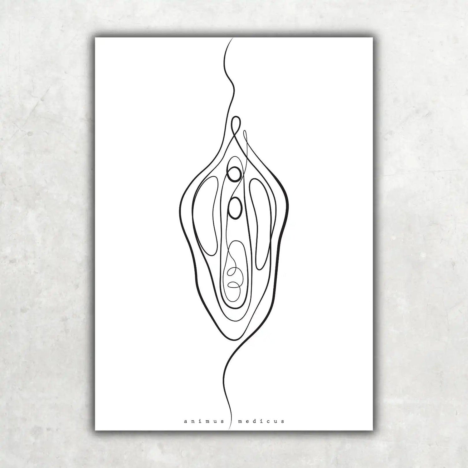 Vulva Anatomie Minimalist - Animus Medicus GmbH