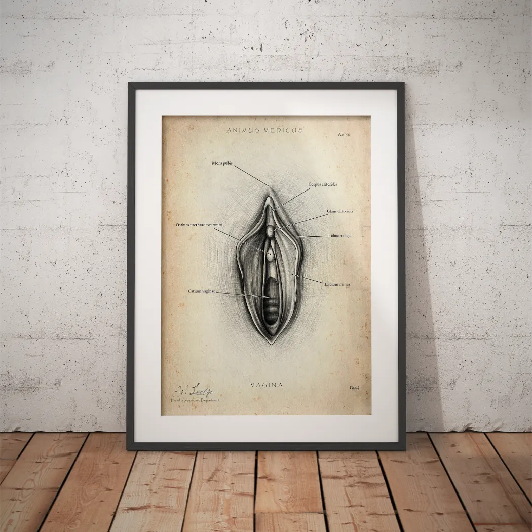 Vulva Anatomie Poster - Animus Medicus GmbH