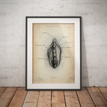 Vulva Anatomie Poster - Animus Medicus GmbH