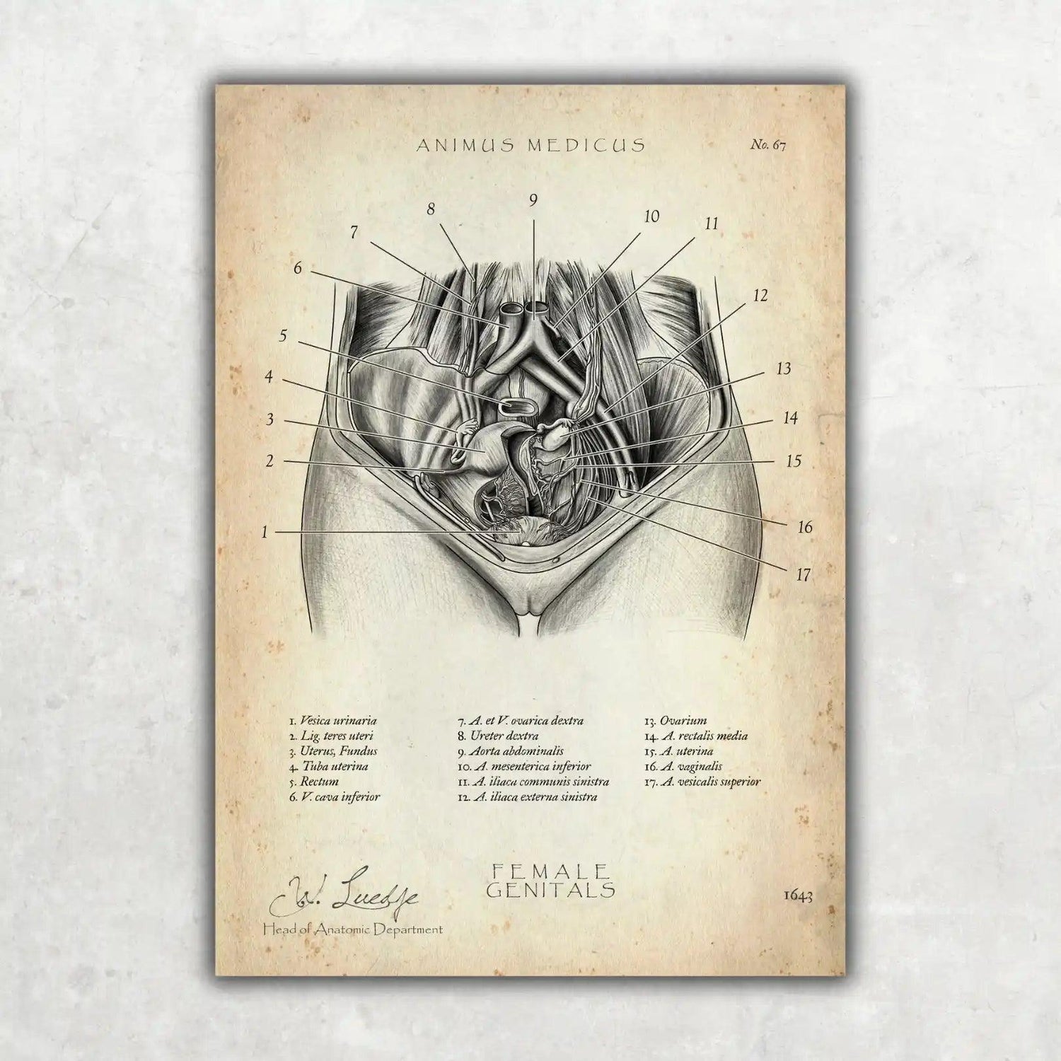 Weibliche Genitalien - Animus Medicus GmbH