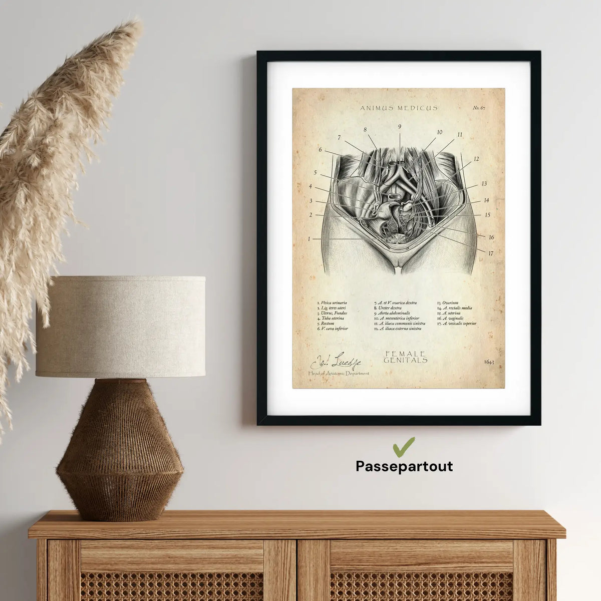 Weibliche Genitalien - Animus Medicus GmbH