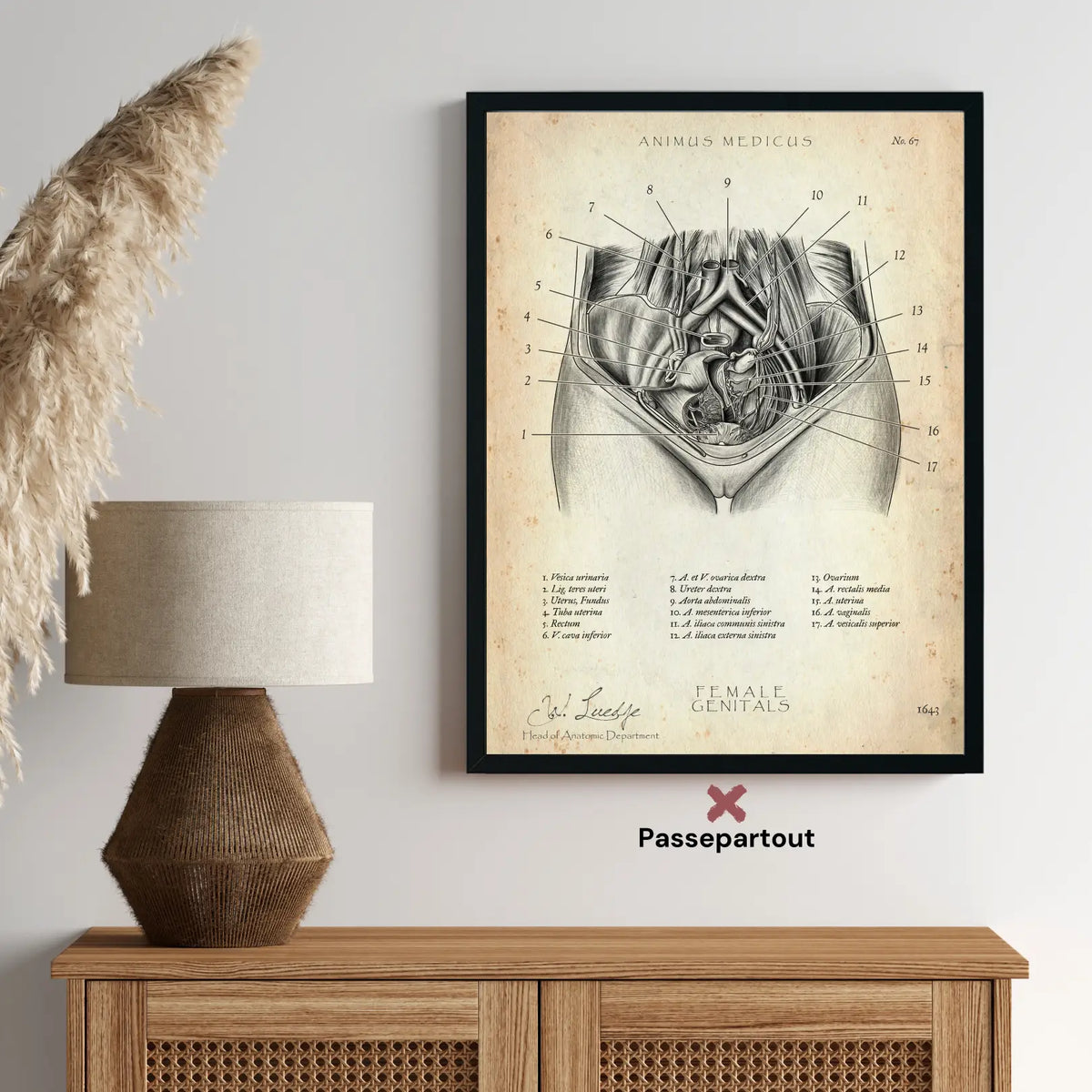 Weibliche Genitalien - Animus Medicus GmbH