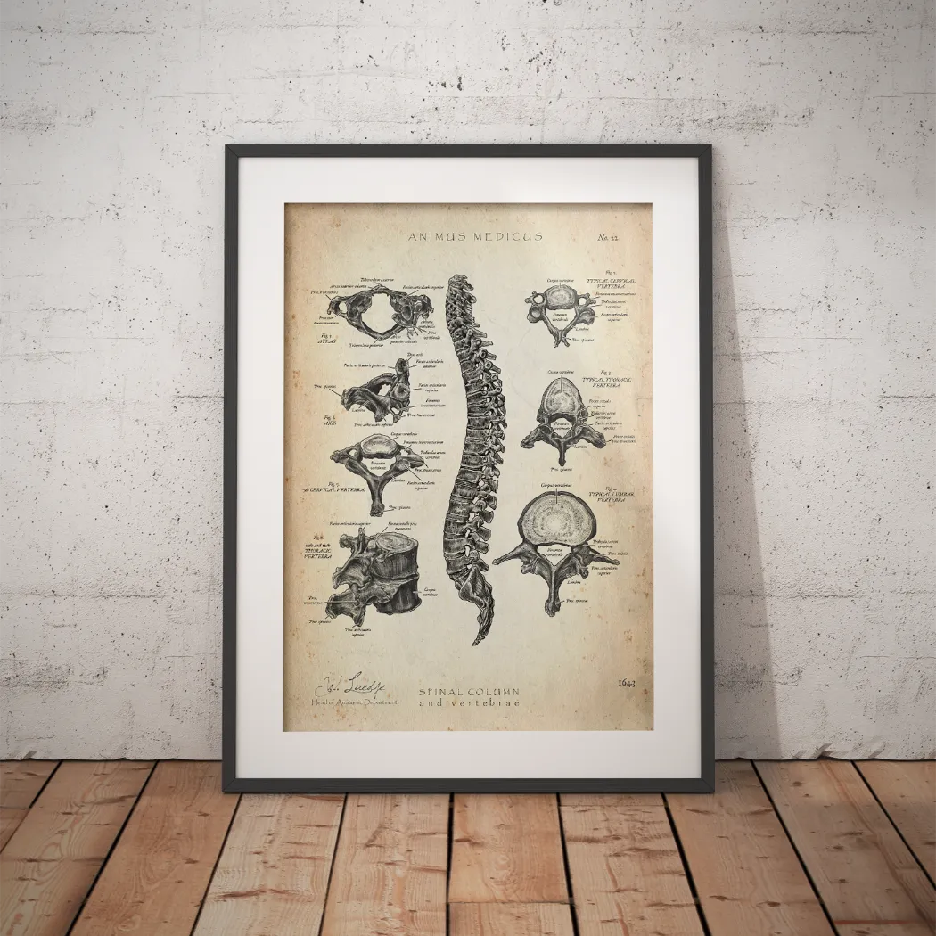 Wirbelkörper Anatomie - Animus Medicus GmbH