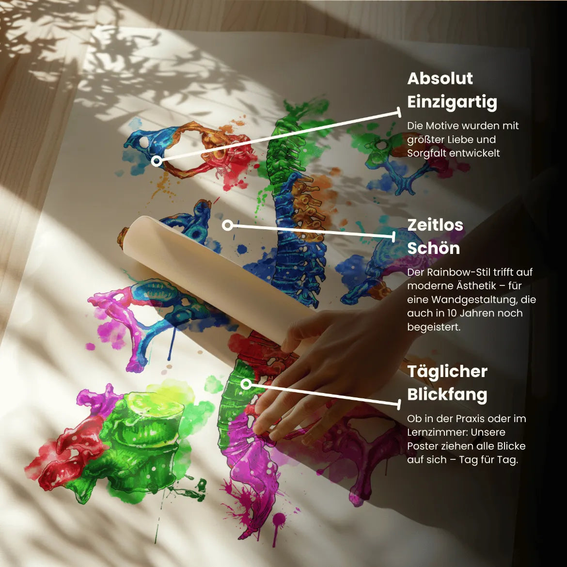 Wirbelkörper Anatomie - Rainbow - Animus Medicus GmbH