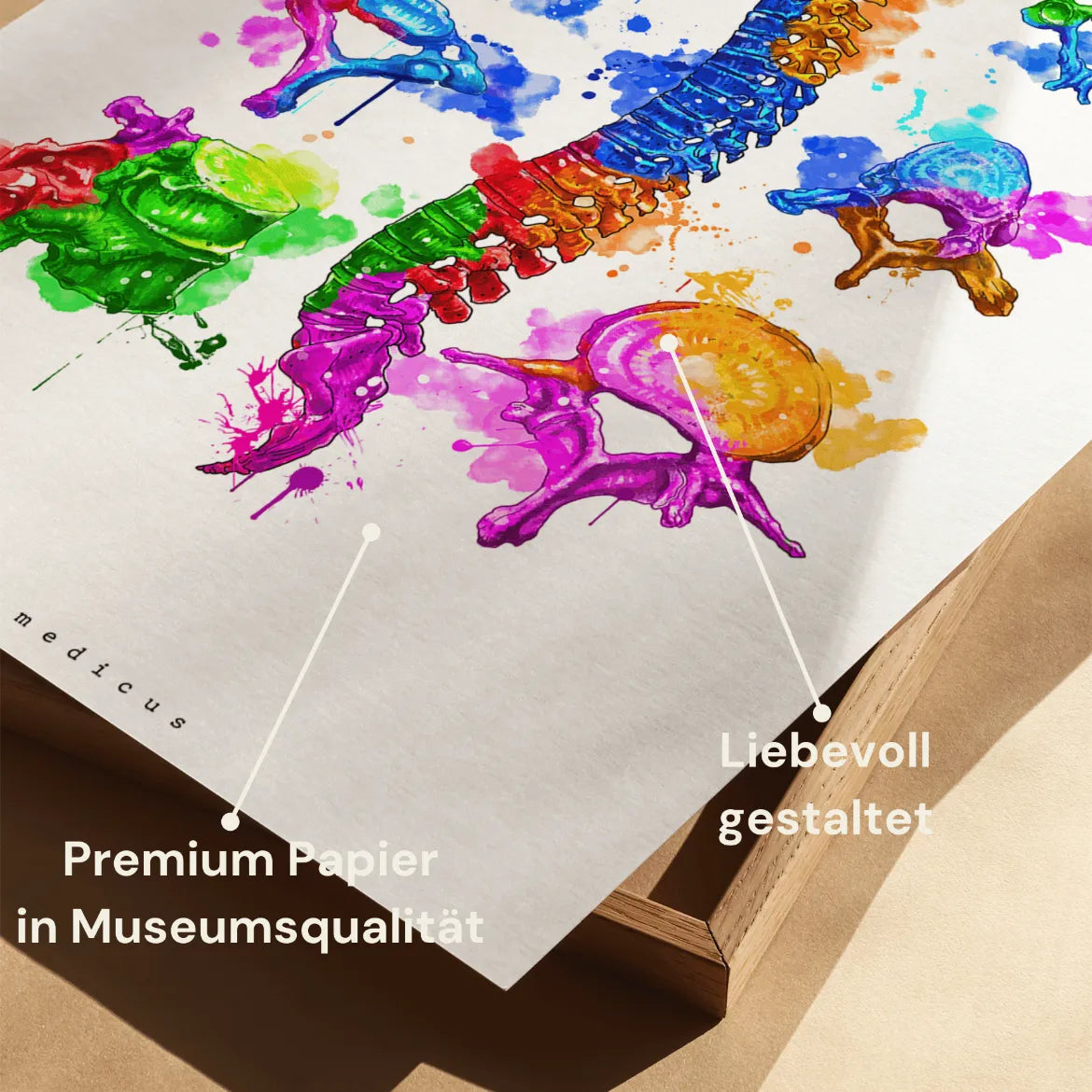 Wirbelkörper Anatomie - Rainbow - Animus Medicus GmbH