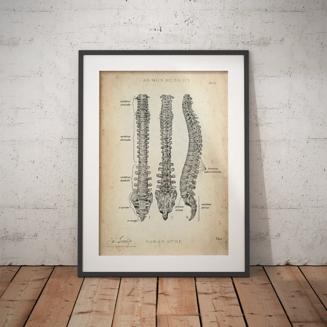 Wirbelsäule | Aufbau und Anatomie - Animus Medicus GmbH