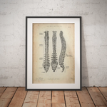 Wirbelsäule | Aufbau und Anatomie - Animus Medicus GmbH