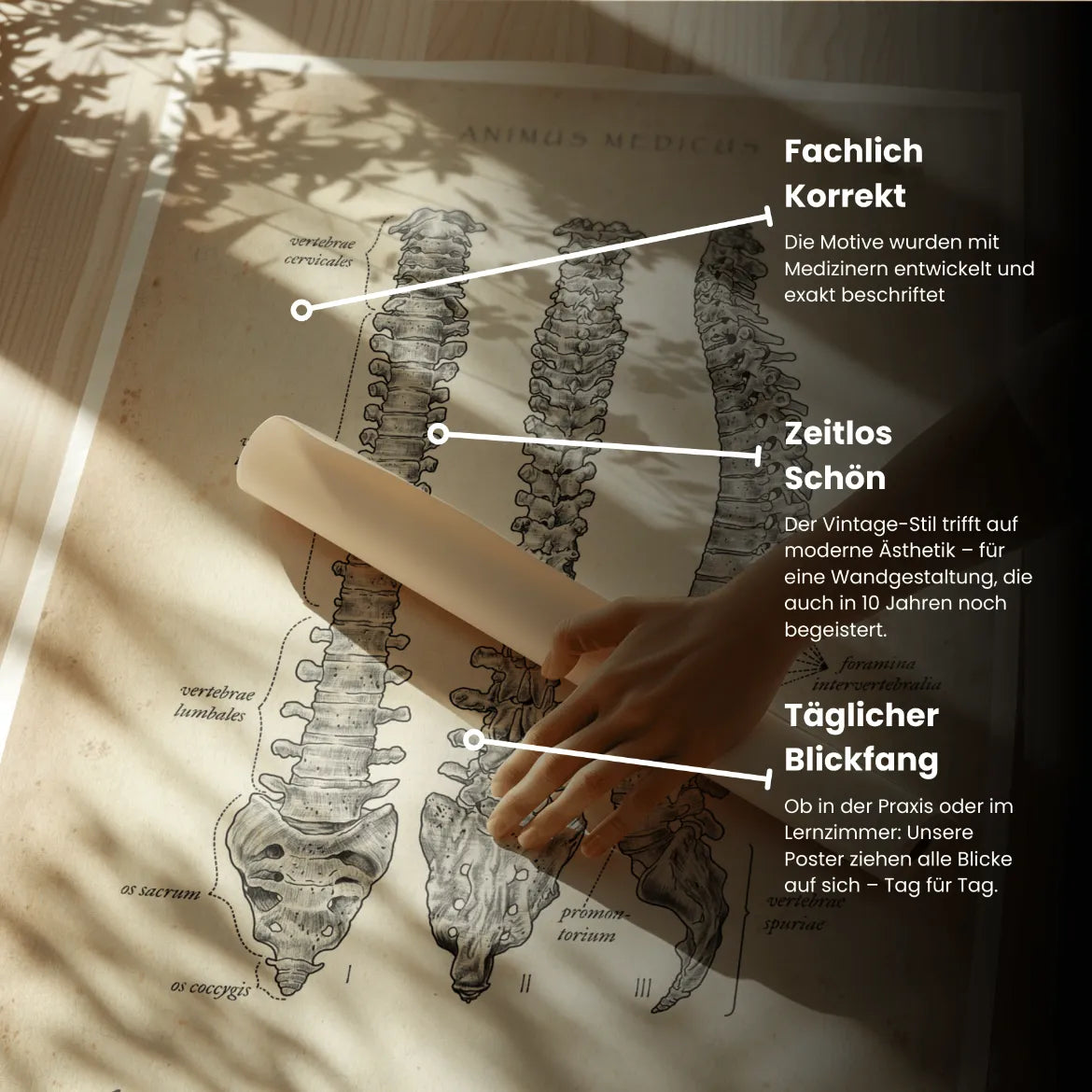 Wirbelsäule | Aufbau und Anatomie - Animus Medicus GmbH