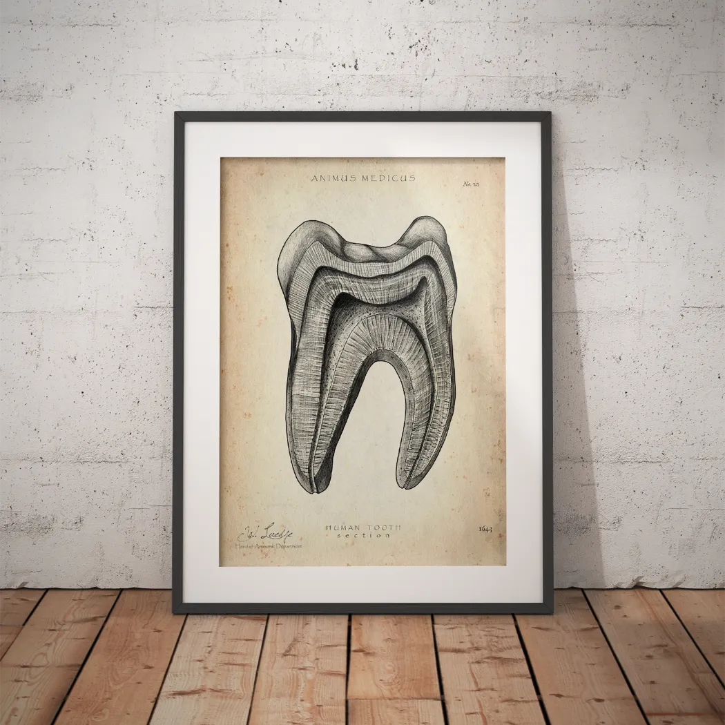 Zahn Anatomie im Querschnitt - Animus Medicus GmbH