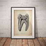 Zahn Anatomie im Querschnitt - Animus Medicus GmbH