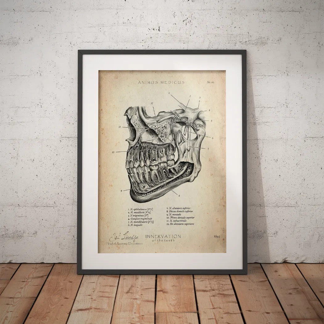 Zahn Innervation - Animus Medicus GmbH